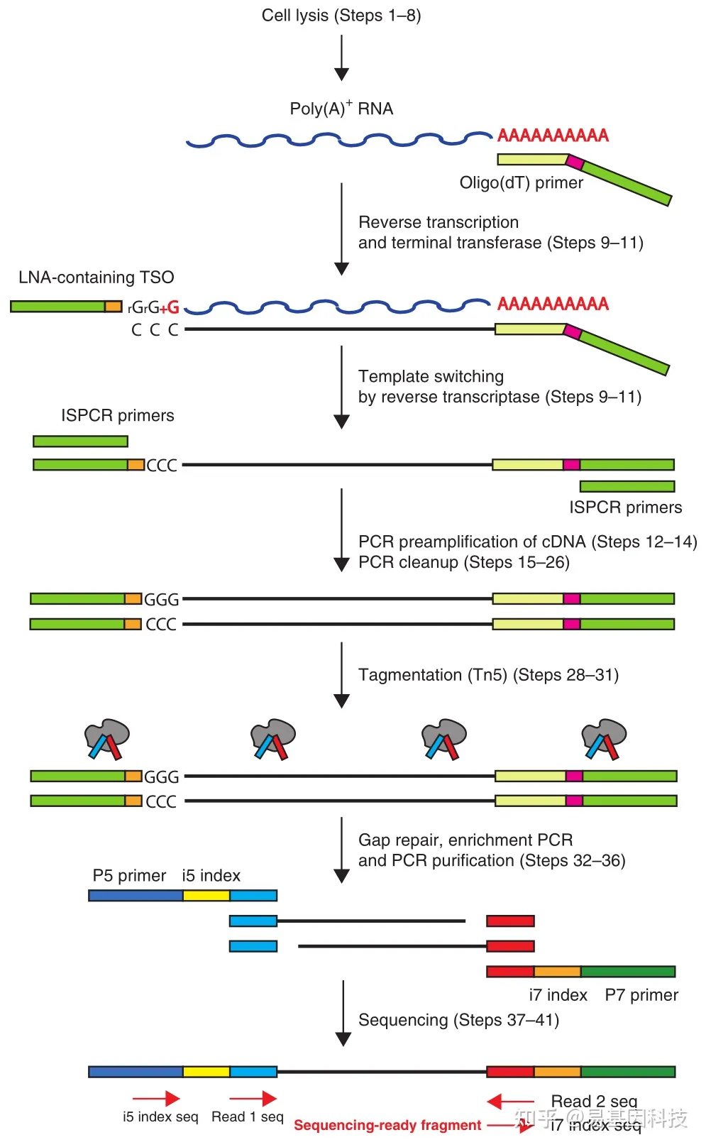 易基因单细胞转录组测序(smart-seq2)|技术推介