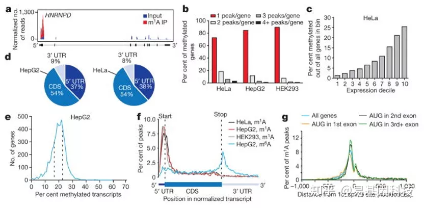 易基因技术推介｜m1A RNA甲基化测序（MeRIP-seq/m1A-seq）