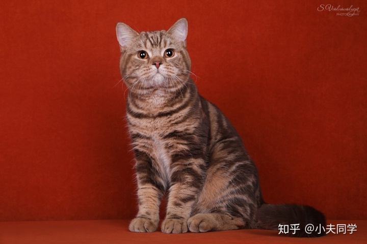ch.joker of sun dynasty俄罗斯fluffy slendor猫舍:ch.