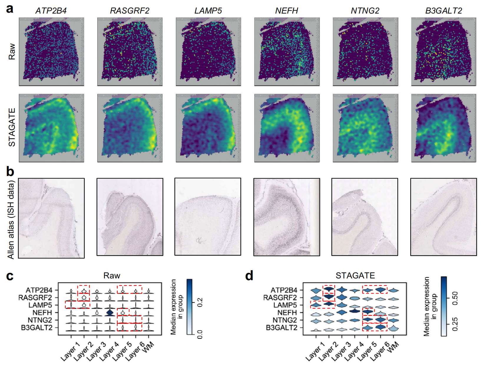 Fig. 6 STAGATE 增强了 DLPFC 数据集中层标记基因的空间模式