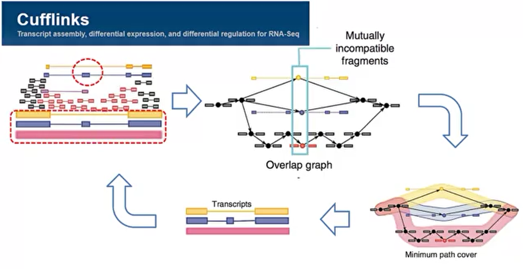 RNAseq数据构成原理_每一条reads来自哪一条转录本CSDN博客