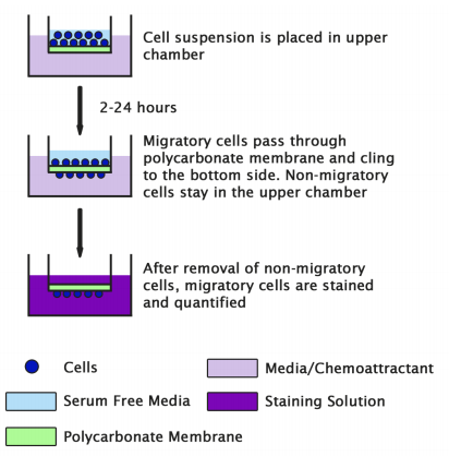 Cell Biolabs丨艾美捷丨细胞迁移试验研究