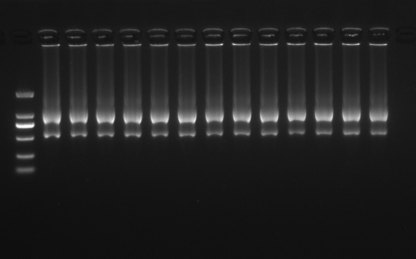 RNA 提取步骤(trizol)_trizol法提取rna-CSDN博客