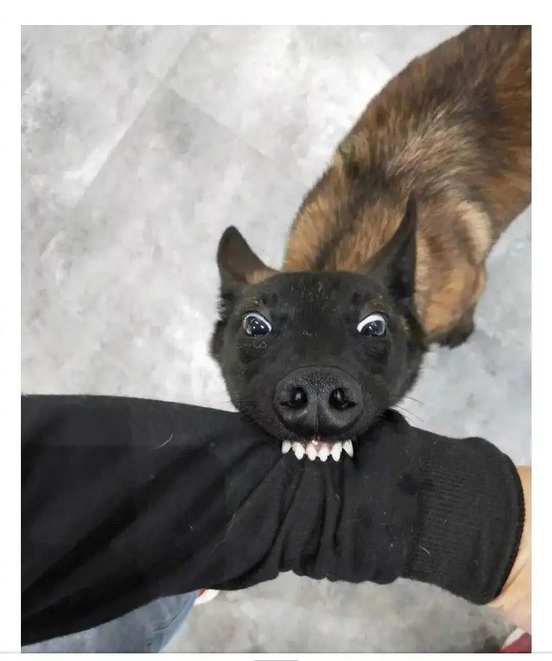 杀狗刀.