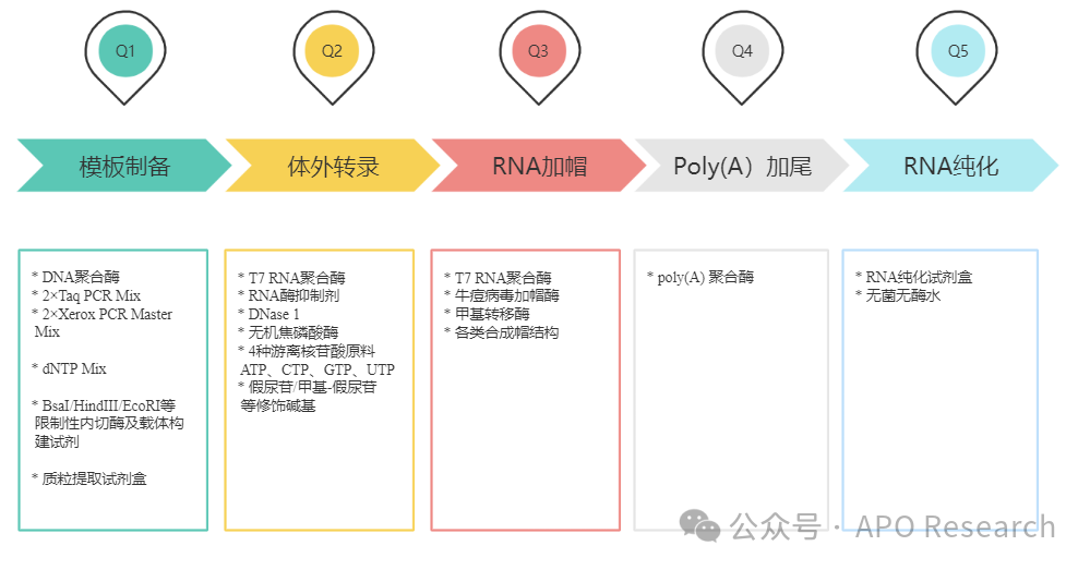 据阿谱尔统计，全球mRNA原料酶市场预计2024年达到11.98亿美元