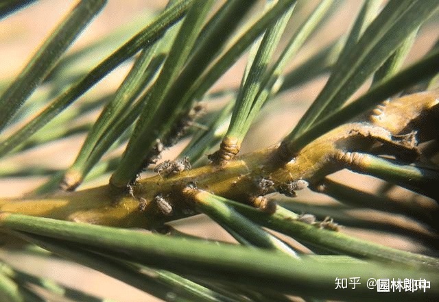 字不要透明早春松树松针上出现透明液体不要不在意可能是松大蚜在危害