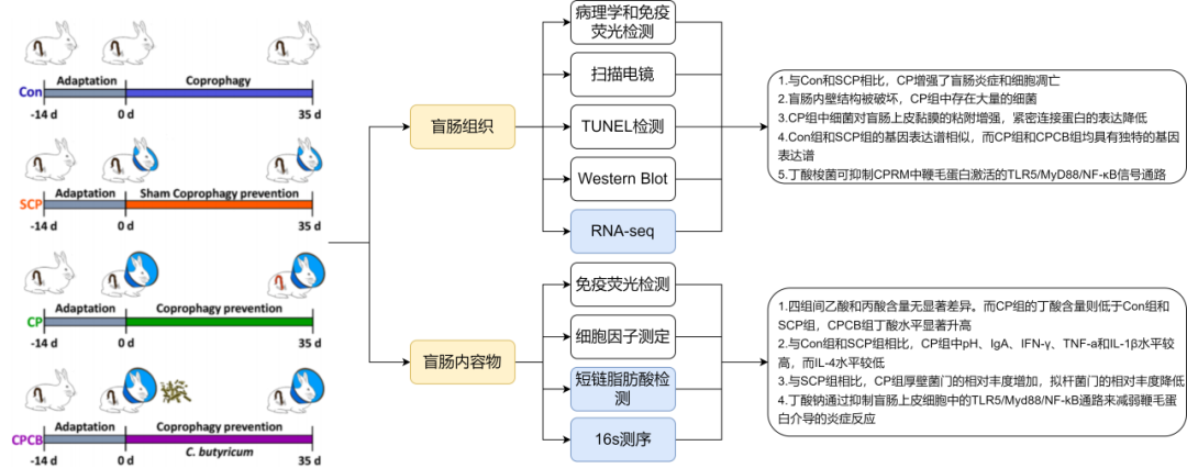 合作文章（IF=5.6）|16s+RNA-seq+短链脂肪酸检测揭示丁酸梭菌缓解食粪预防兔肠道炎症的新机制