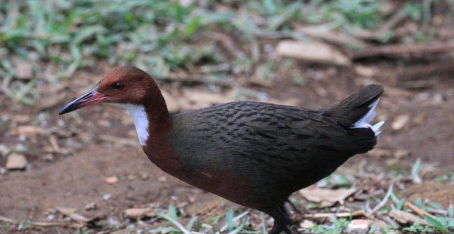 的生物,为何突然原地复活科学家也感到费解_牧岛藤子的博客-csdn博客