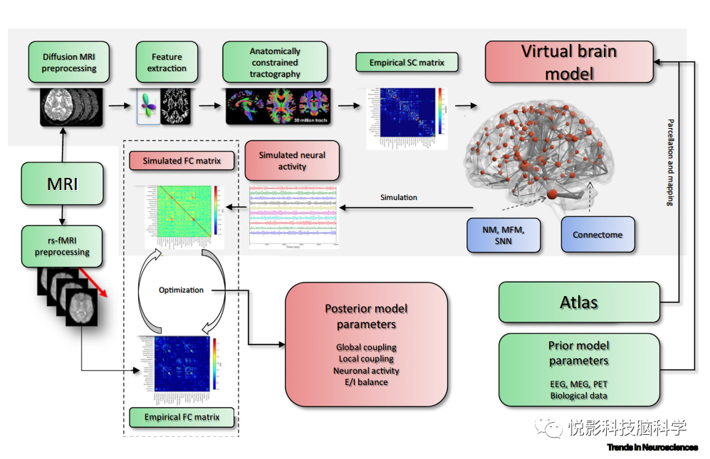 Trends in Neurosciences重磅综述:多尺度大脑建模的探索_trends in neuroscience 2022 外周 