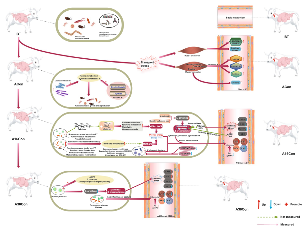 Microbiome | 江西农大瞿明仁/李艳娇组揭示应激过渡期新进牛瘤胃微生物与机体互作动态变化规律...-CSDN博客