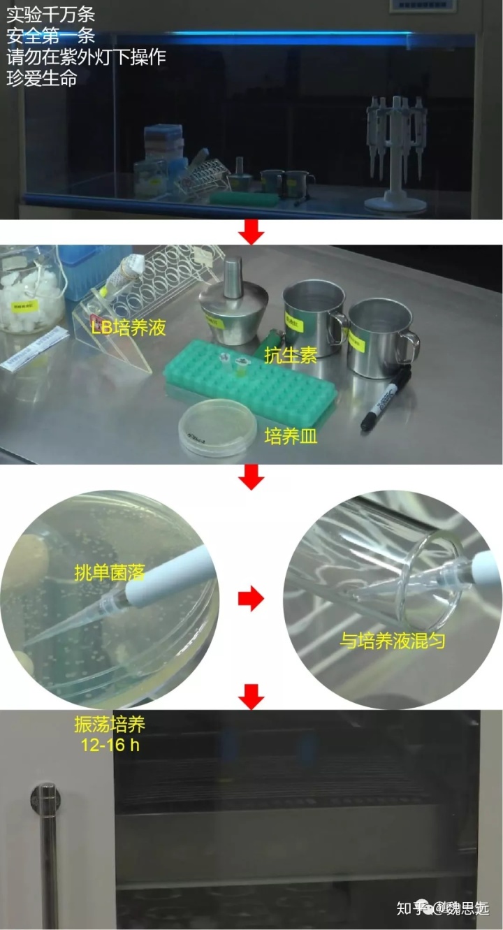 ctab法提取dna流程图