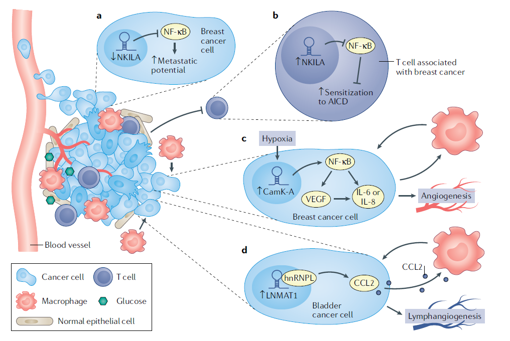 Nature Reviews Cancer综述：长非编码RNA在肿瘤转移中的作用CSDN博客