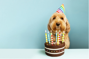 7-5.ML-14376-birthday-dog-300x200.png