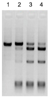 艾美捷Cas9核酸酶参数说明和应用