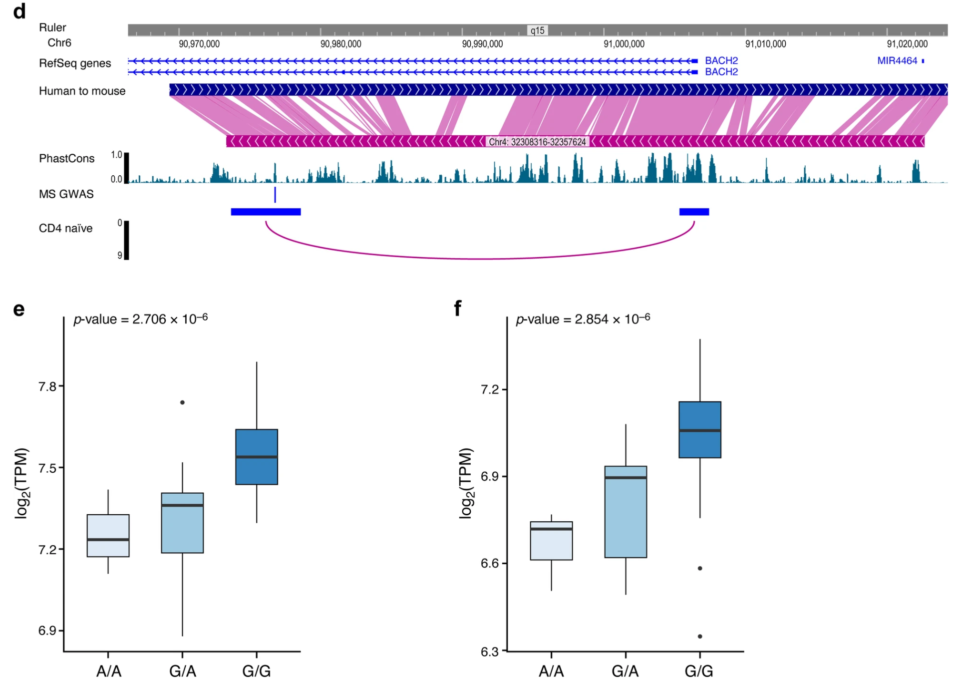 nature immunology | BACH2调控“调节性”和“促炎性”TH17细胞的染色质多样化状态