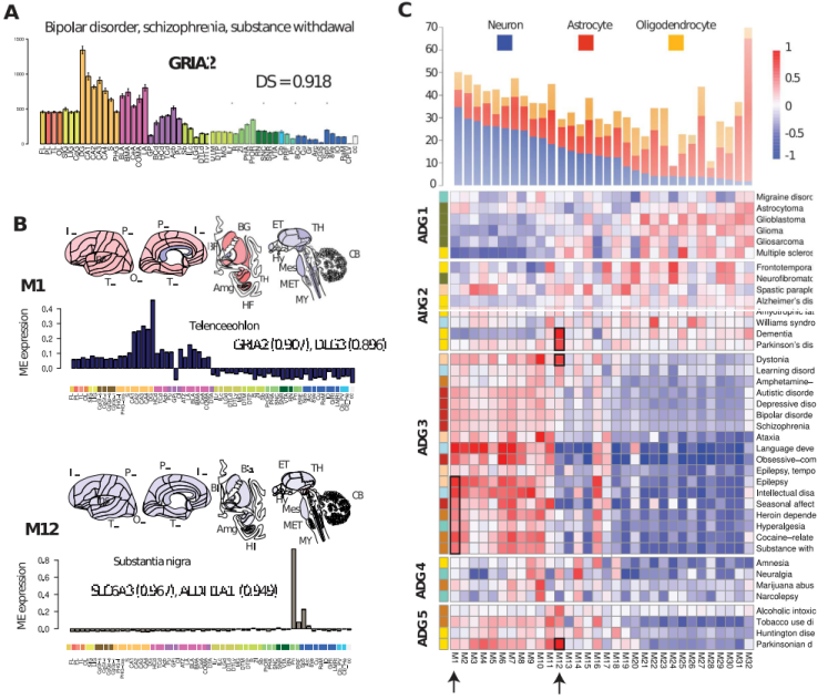 ​Plos Biology | 40种人类常见脑部疾病转录组学分析，提供基于分子的疾病分类和比较新策略_脑科学_03