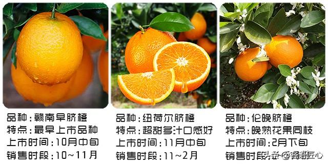 脐橙是几月份上市的(脐橙一般几月份上市)