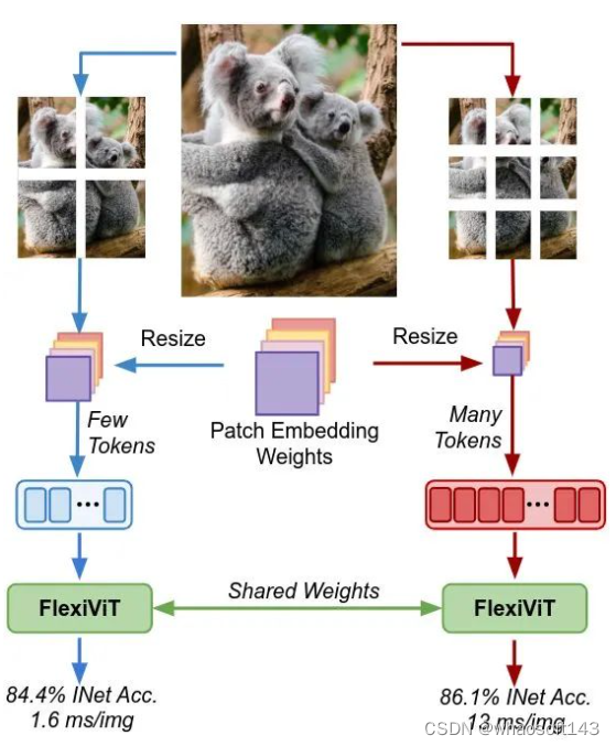 FlexiViT_迁移学习_02