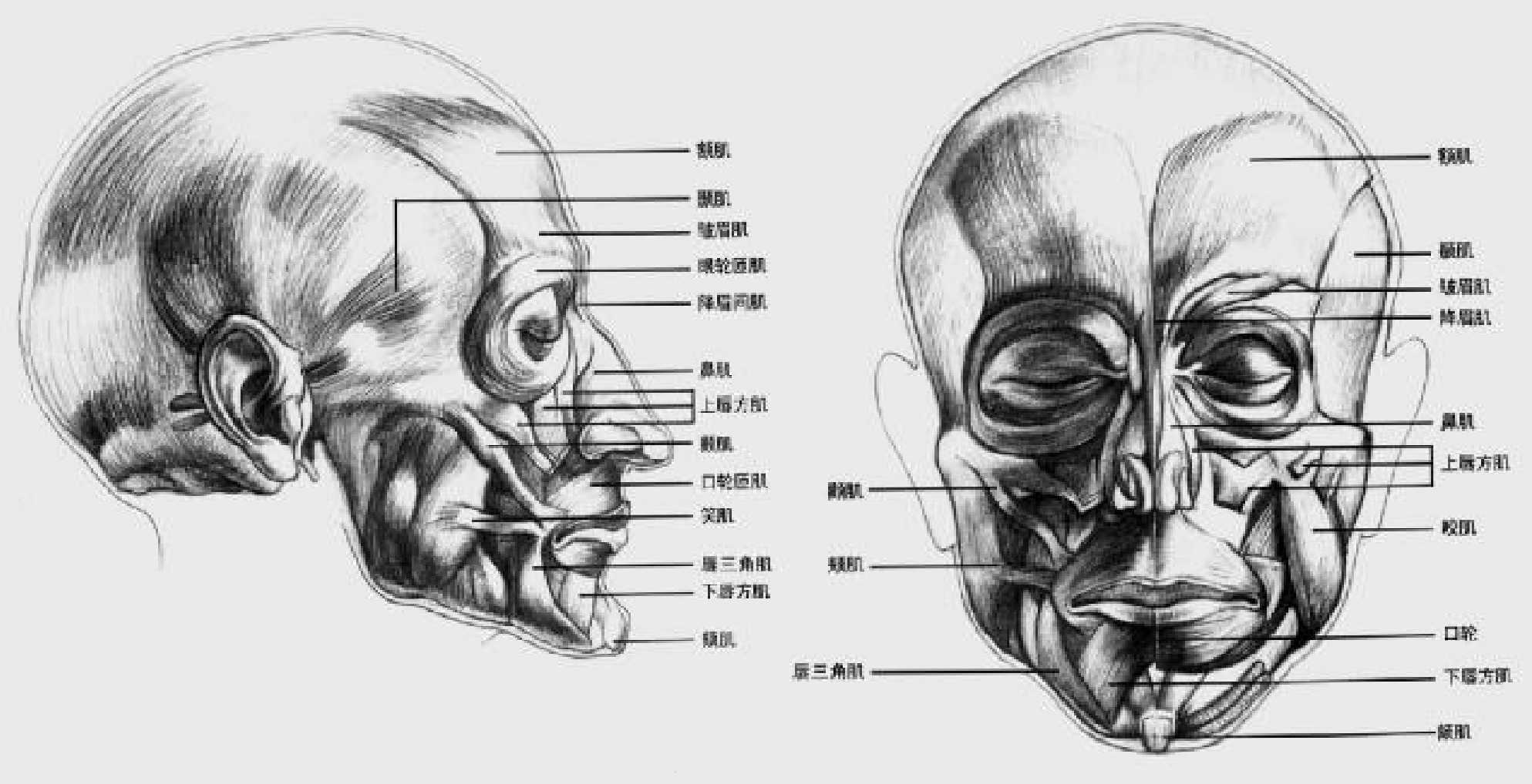 人物头像素描写生的重点是什么