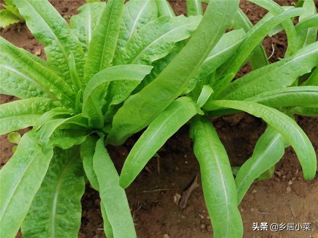 三位数的茎叶图怎么看莴笋叶苦味怎么减轻跟所含白色液体有关通过勤