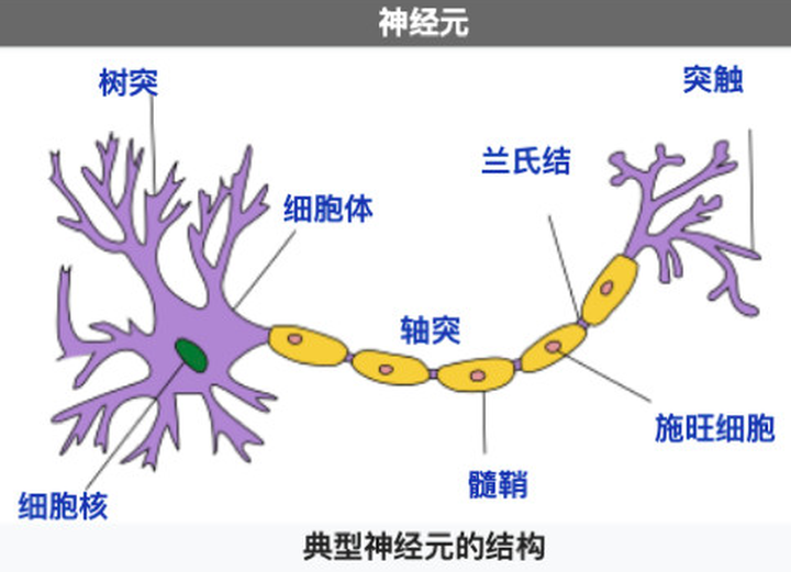 神经元