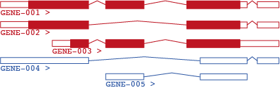 Transcript and intron-exon structure of a typical eukaryotic gene