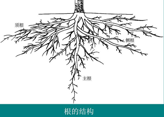 苹果的树体可分为地上和地下两大部分 地下部分包括整个根系