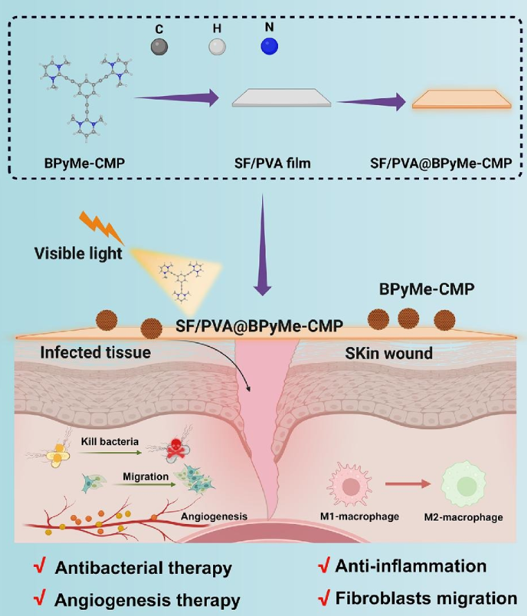 含有嘧啶的光活性阳离子共轭微孔聚合物通过“吸附杀死”抗菌策略促进感染伤口愈合