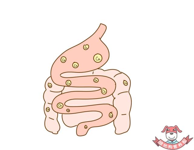 吸收塔如何提高吸收率如何补钙最高效这样挑选和服用钙片能让你事半功