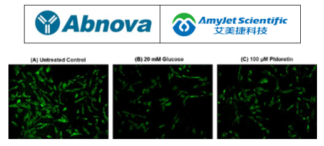 Abnova艾美捷2-NBDG 葡萄糖摄取检测试剂盒说明书