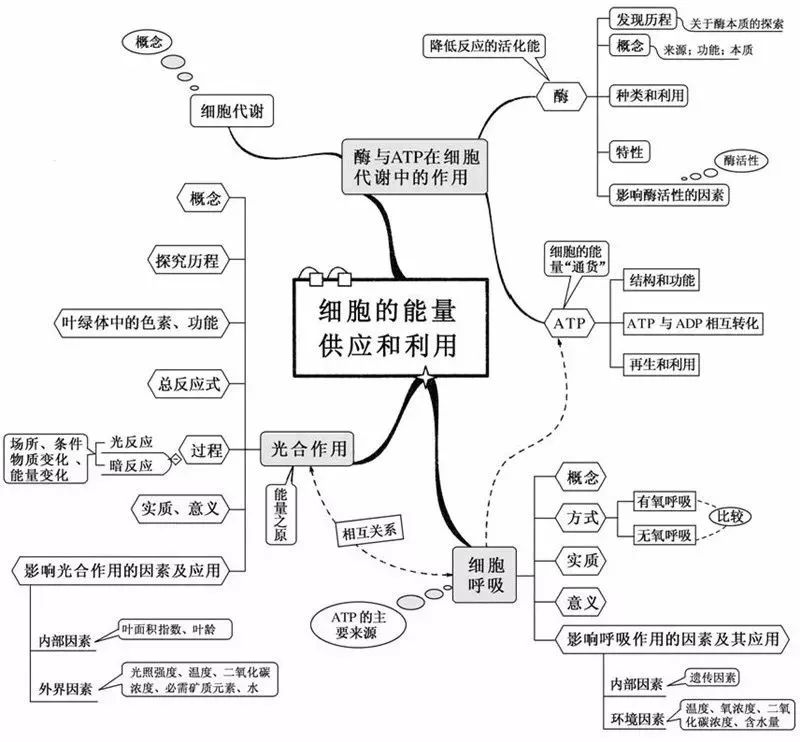 初二生态系统思维导图学霸整理20张生物思维导图最全版本
