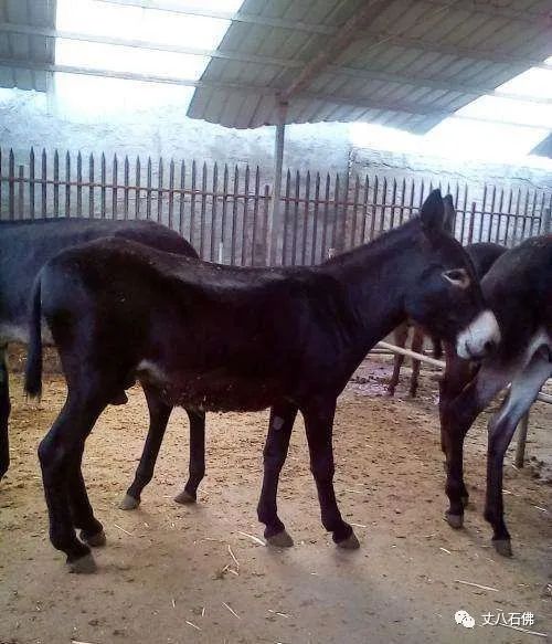 騲(读cao草)驴——母驴骡马儿马:公马骒(ke): 母马骐(qi):青黑色的马.