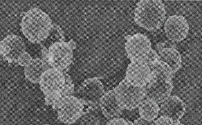二氧化硅双中空微球(DSHMs)/单分散PS@SiO2木莓结构微球的性能