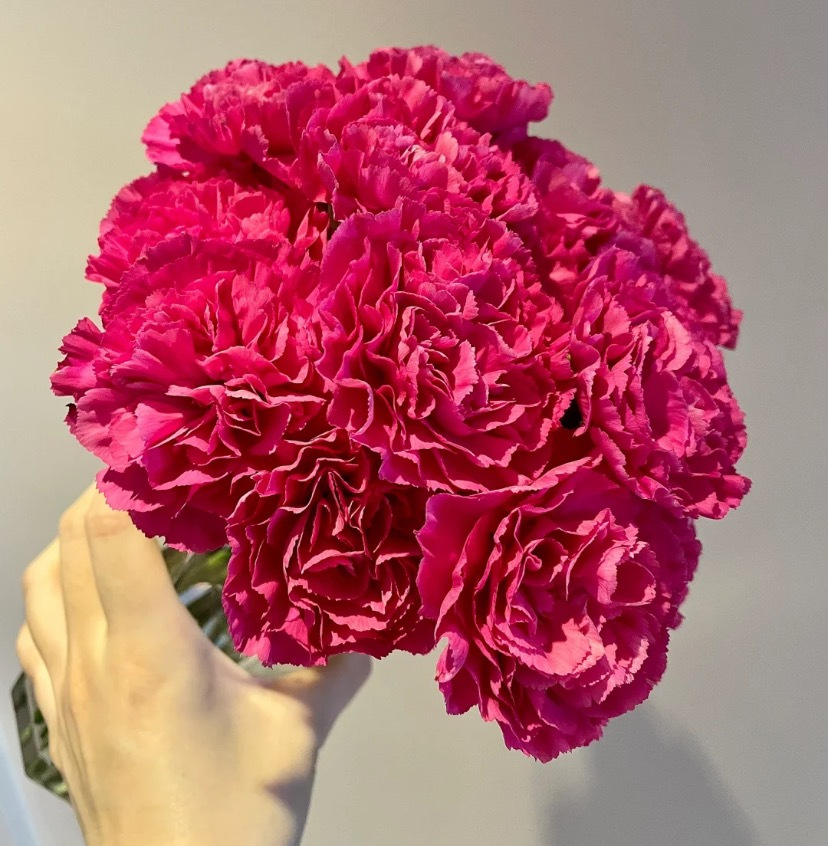 (附养护技巧)_康乃馨熔岩-csdn博客