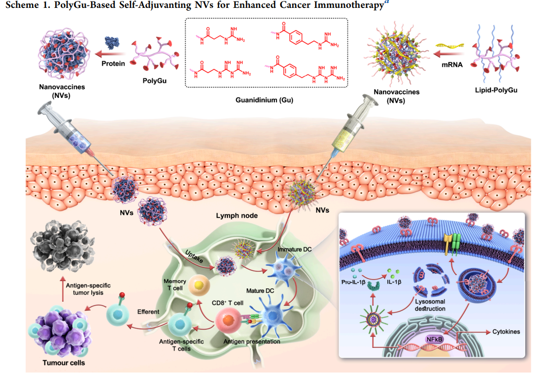 用于癌症免疫治疗的自佐剂聚胍纳米疫苗