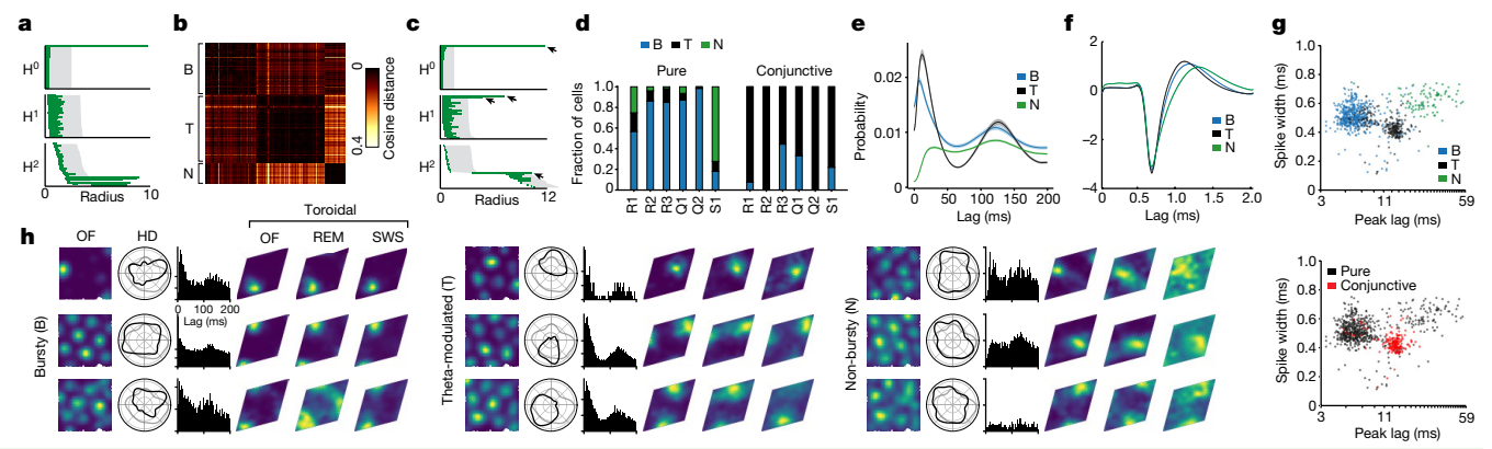 【博士每天一篇论文-实验分析】Toroidal topology of population activity in grid cells