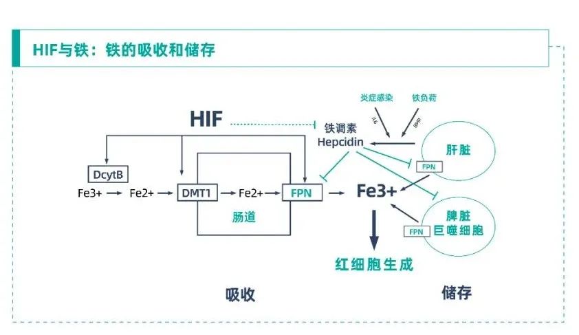 和hif_变革与希望:hif与ckd贫血的"相遇之道"