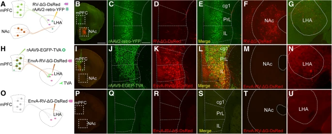 Fig. 6 在 mPFC 神经元中补充 TVA 受体表达可实现 EnvA pseudotyped RV 感染