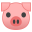 pig