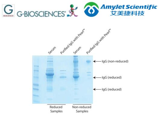 G-Biosciences -Pearl IgG纯化丨Pearl IgG 纯化试剂盒