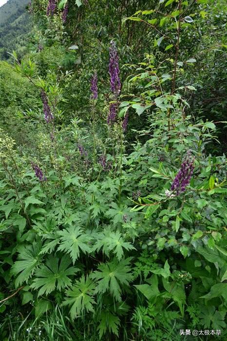 抽象类可用于创建对象吗_麻布七,见过吗?有毒!