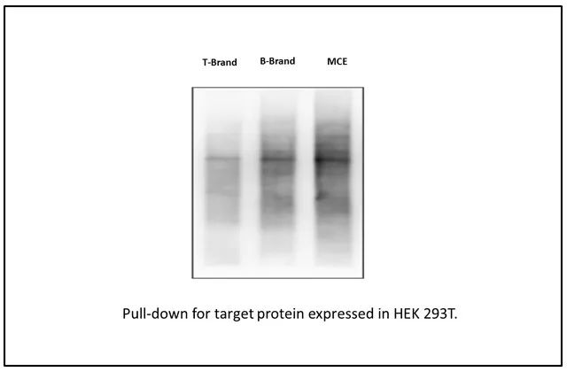 MCE | 磁珠 Protocol，如何快速捕获您心仪的蛋白~