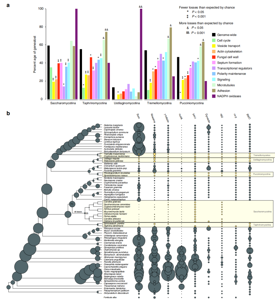 真菌基因组研究高分策略（一）：比较基因组揭示真菌菌丝和多细胞的起源