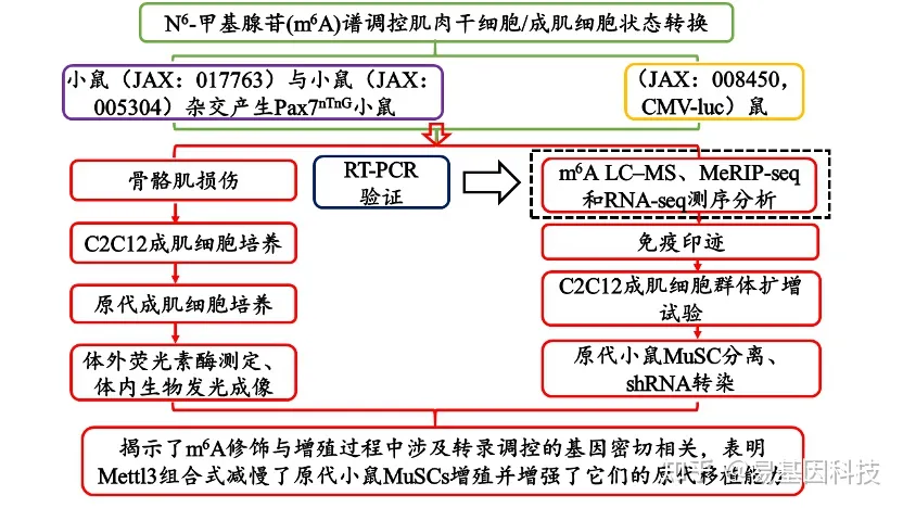 易基因：METTL3介导的m6A甲基化谱调控肌肉干细胞成肌细胞状态转换｜发育分化