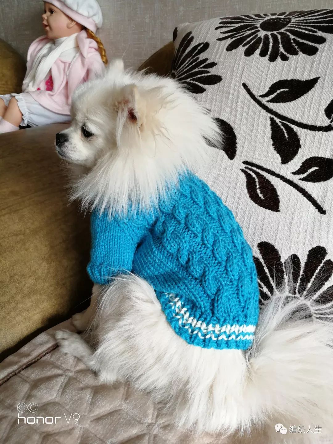 生性好动,发现她穿任何颜色的都漂亮,下面这款颜色一般狗狗驾驭不了