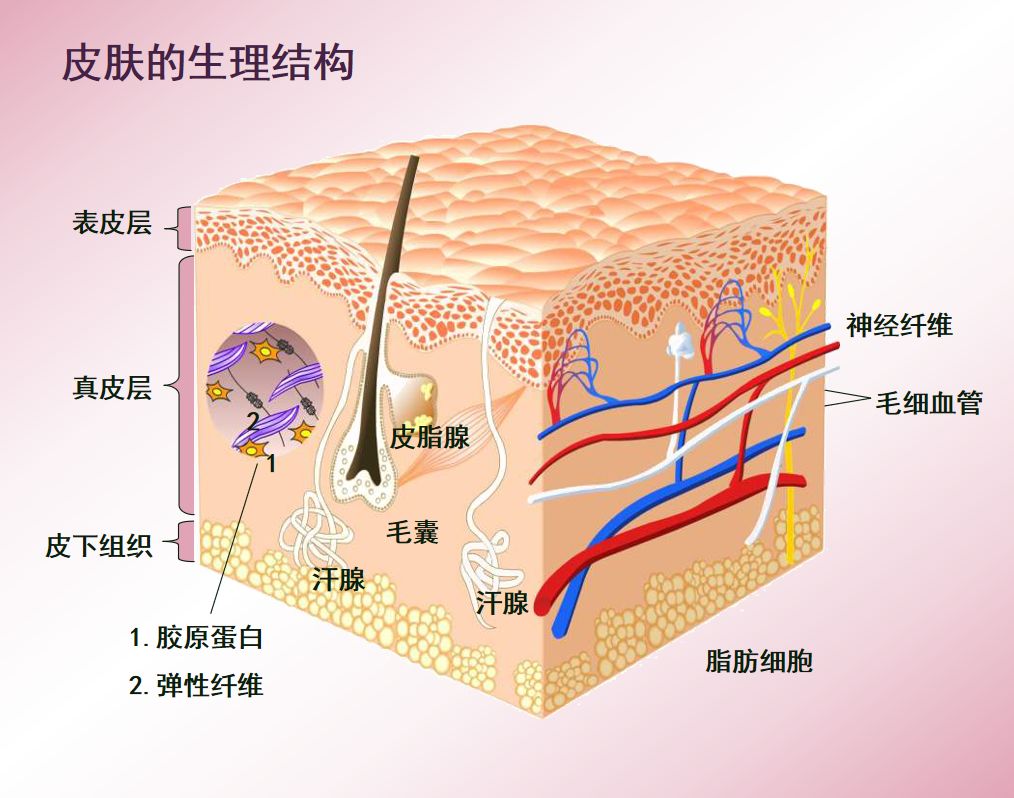 (2)真皮:有血管,有神经,没有再生能力.