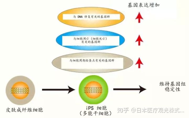 Ips细胞对受损dna的修复保护机制 Bio12345的博客 Csdn博客