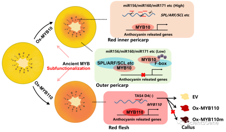 猕猴桃的红色果肉受到特定的激活-抑制系统的控制