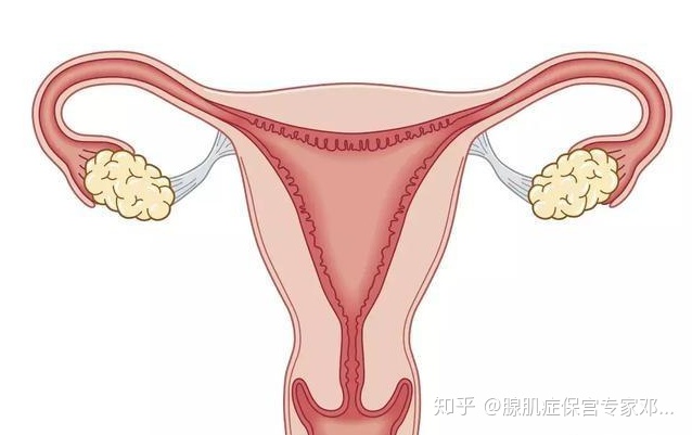 当然女性的不同时期,子宫大小也不同,比如:怀孕不同时期女性的子宫也