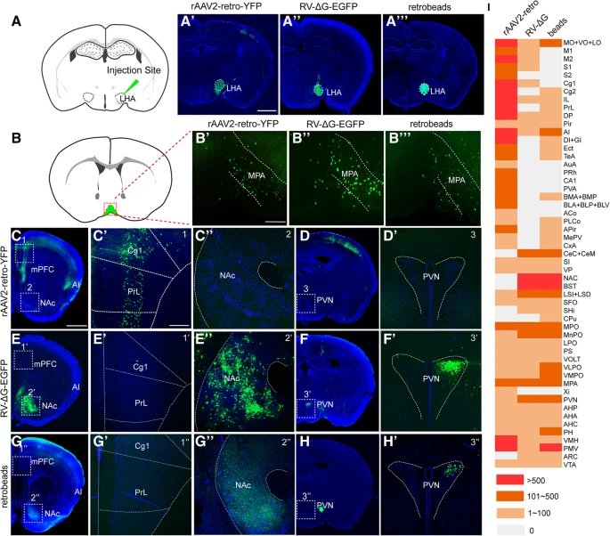 Fig. 3 使用 rAAV2-retro-YFP、RV-ΔG-EGFP、green retrobeads 对 LHA 输入环路进行单突触逆行标记